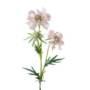 Scabiosa