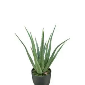 Aloe 55cm