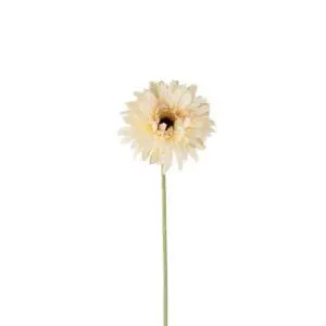 Gerbera