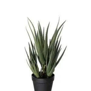 Aloe 58 cm