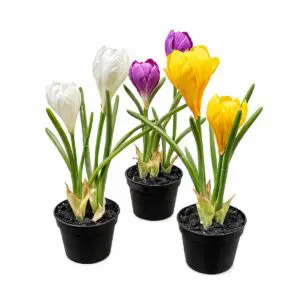 Dekorativ Krokus i Kruka